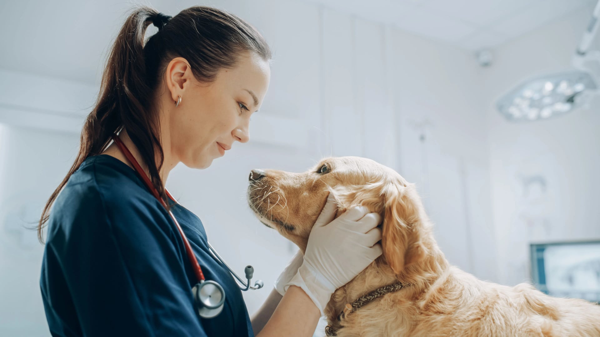 Outsourcing jako przewaga konkurencyjna w branży pet food i weterynaryjnej